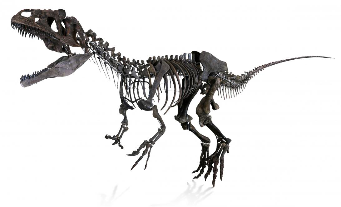 Dinosaurio carnívoro